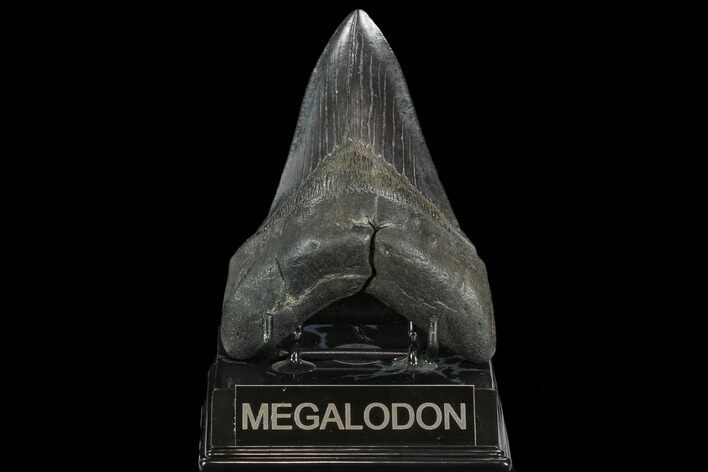 Fossil Megalodon Tooth - South Carolina #127744